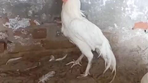white Hen and cock