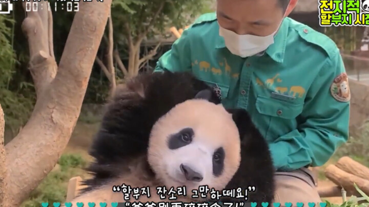 [Self-Translated CC] 210815 Your Highness, Please Enjoy Your Meal! How Spoiled Are the Panda Cubs by