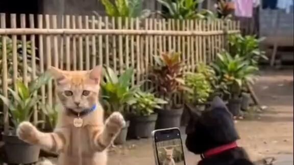 oyen sama ireng