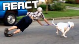 React: OLD DOG NEW FAILS | Dogs Failing Compilation