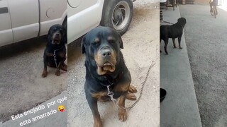 Big Dog: Don't worry, the chains have already locked me in.