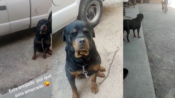 Chó lớn: Đừng lo, dây xích đã khóa chặt tôi rồi.