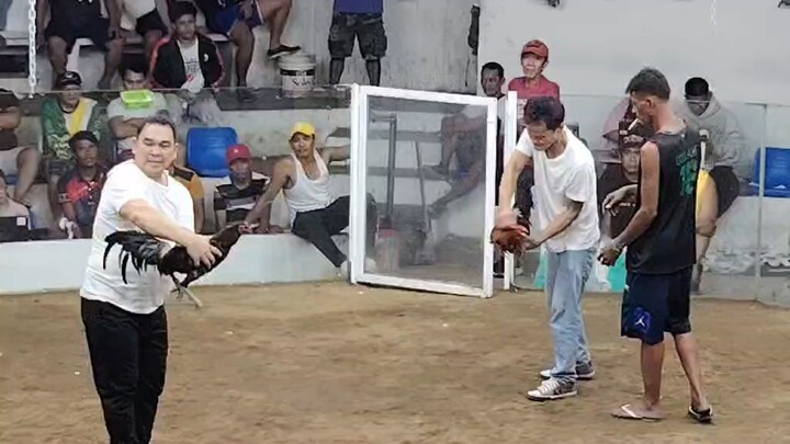 1st fight (Winner) #gamefowl #sabong