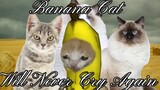 Kucing pisang tidak pernah menangis lagi (Bagian 2)