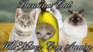 Banana cat never cries again (Part 2)