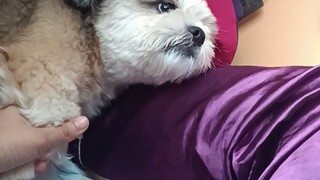 best in acting dog 😭😭😭😭😭😭😭😭😭😭😭