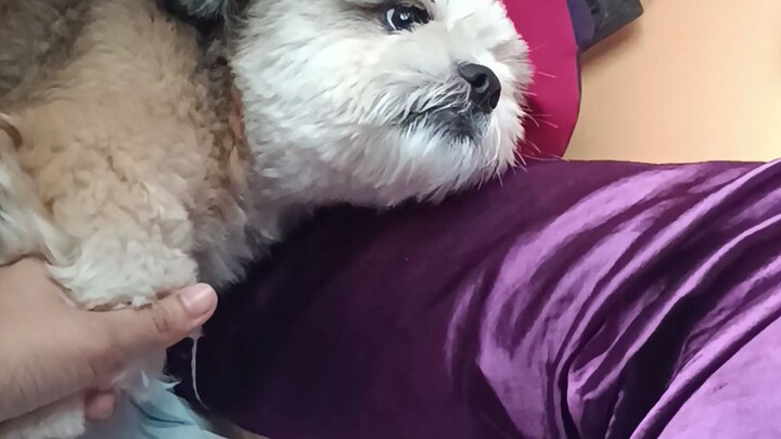best in acting dog 😭😭😭😭😭😭😭😭😭😭😭