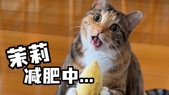 มะลิกำลังลดน้ำหนัก โปรดอย่ารบกวน!