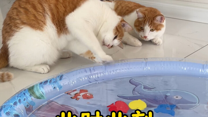 Nuôi một bầy mèo Husky