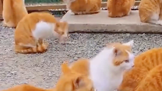 这个世界上不能没有小猫！