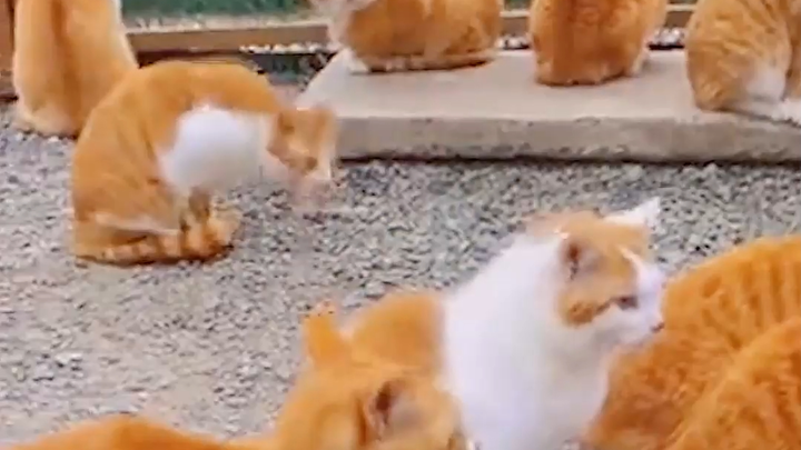 这个世界上不能没有小猫！