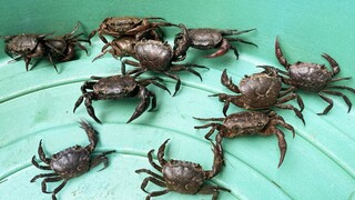 ปูนาตามท้องตลาดจะสามารถเลี้ยงเป็นพ่อแม่พันธุ์สร้างรายได้ได้หรือไม่พร้อมวิธีการเลี้ยงปูนาสไตล์korattv