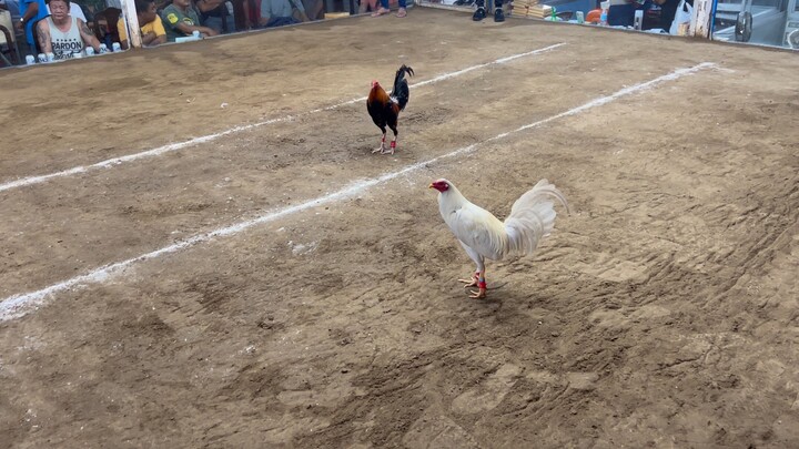 4 stag derby (1st fight) Dvgrc white