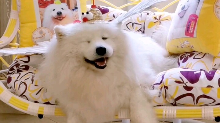 The dog's new bed has arrived, and he looks so happy!