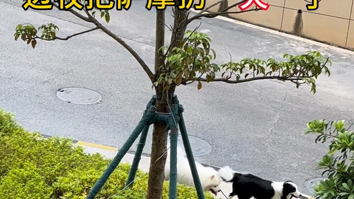 Tiếp theo vụ chó Border Collie ném Samoyed