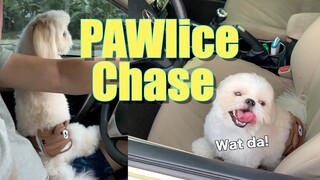 Borgy and Furdad Get Chased By The PAWlice | Cute & Funny Shih Tzu Dog Video