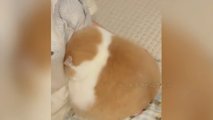 Have you ever seen “big” cute cats and “big” cute dogs?