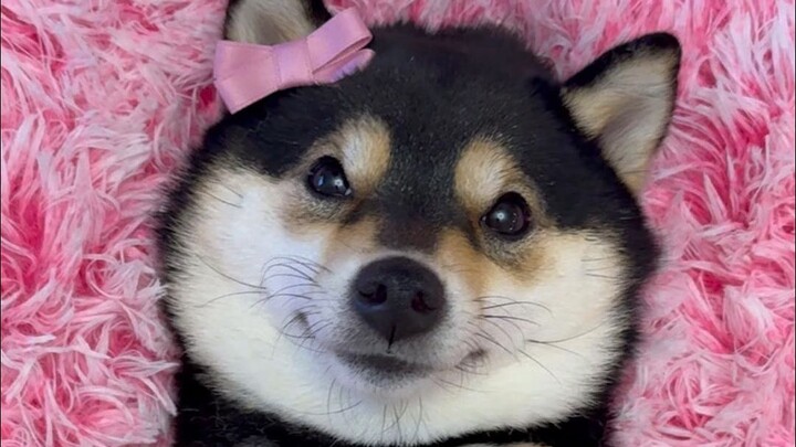 Perawatan Kaki Imersif untuk Anak Anjing