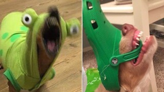 Funny Animal Videos that Radiate Extreme Chaotic Energy 😂