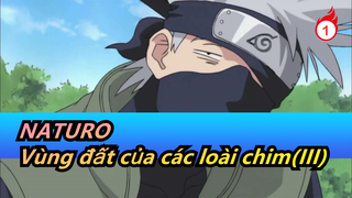 NATURO|[Kakashi] Vùng đất của các loài chim (III) Trận chiển của Ninja lưu lạc_A1