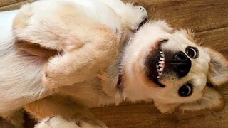 วิดีโอสุนัขตลกๆ ที่ทำให้ฉันน้ำตาไหล 🤣 🐶