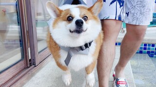 柯基：游泳我不行，划水第一名