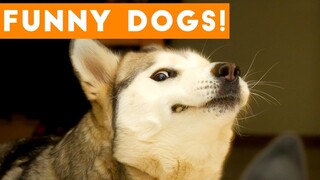Ultimate FUNNY DOG Compilation | Cute Pets 2017