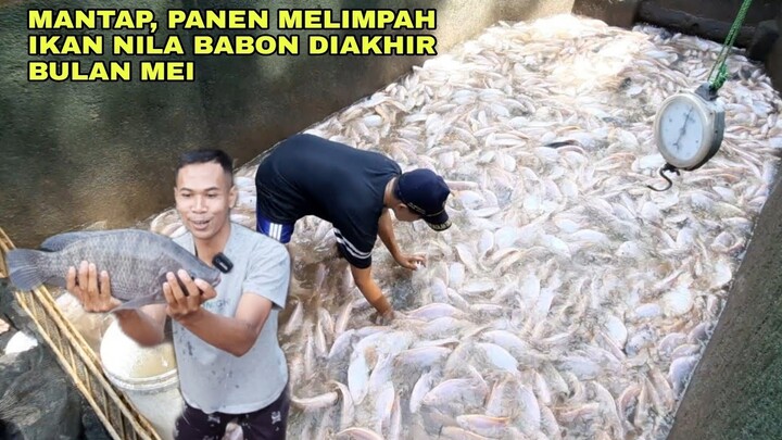 MANTAP, PANEN MELIMPAH IKAN NILA BABON DIAKHIR BULAN MEI