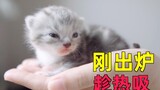 刚出炉的小奶猫要趁热吸，过几天可能就长残了！