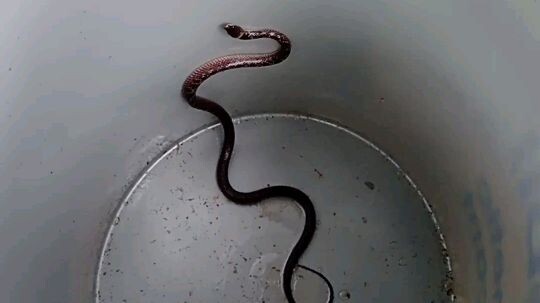 Baby Cobra..dangerous!!