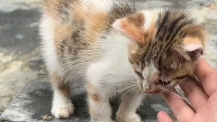 猫:  爷爷，咪想和你在一起！