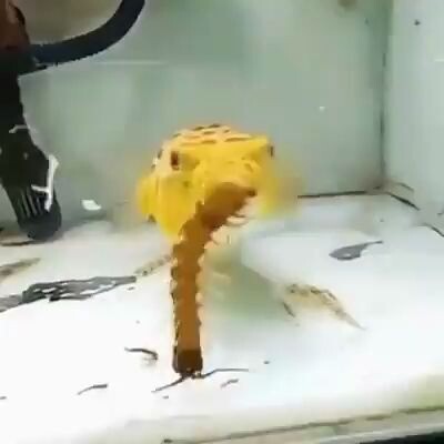 Who’s the king… depends on the medium.