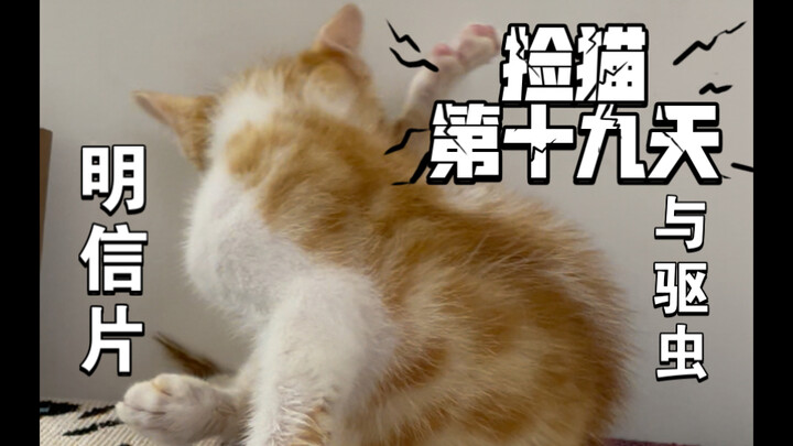 Ngày thứ 19 kể từ khi nhặt được mèo: Bưu thiếp gửi Nghị viện của Haki Haki và việc tẩy giun cho mèo