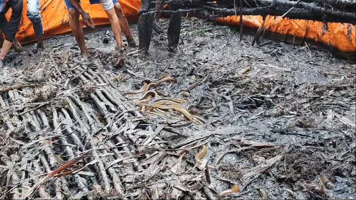 Thanh Niên Quê Tôi Nuôi Lươn Khởi Nghiệp Với 2 Bể Lươn Và Cái Kết Sau 7 Tháng