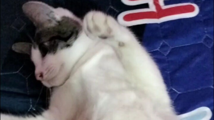 แมวอ้วง 🐱🤍