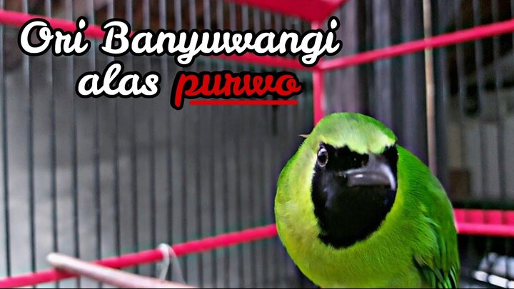 Cucak ijo alas purwo banyuwangi gacor | Full isian