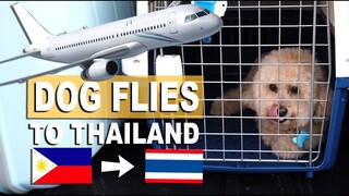 HOW I TRAVELED WITH A DOG ABROAD - Philippines to Thailand | Poodle Mom