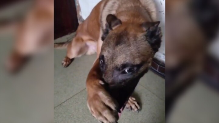 Funny Moments Between Pets And Their Owners