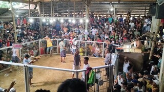 bulik vs. rambuhon