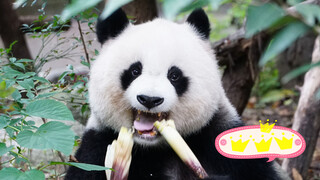 [Gấu trúc Bắc Xuyên] Từ Panda ốm yếu trở thành Bánh Bao béo trắng!