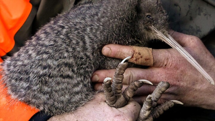 For the first time in nearly 50 years, a little spotted kiwi (Apteryx owenii) has been rediscovered 