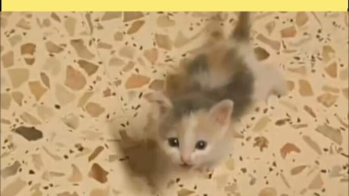 Looks sweet on the surface, but secretly has it all figured out.