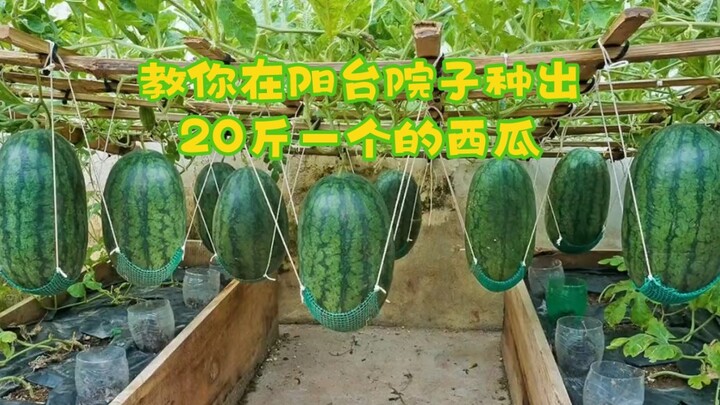 ใครปลูกแตงโมเก่งที่สุด? มาสอนคุณวิธีปลูกแตงโมลูกใหญ่ 10 กิโลกรัมที่บ้าน