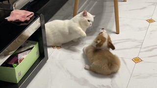 Corgi vs. Cat! A Fierce Battle Between Two Short-Legs!