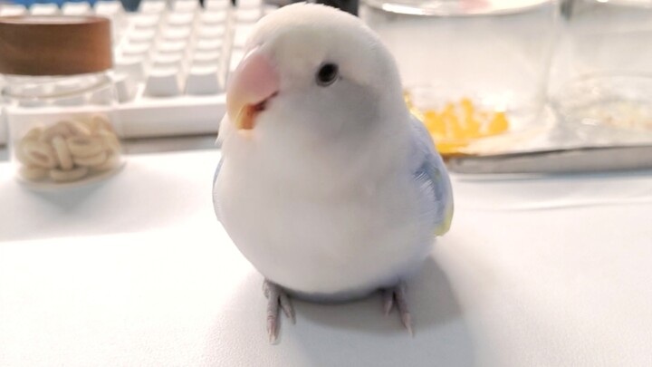 เห็นเงินแล้วตาเป็นประกาย ก็เป็นเรื่องธรรมดาของมังกร🐦：🫤💰🤑