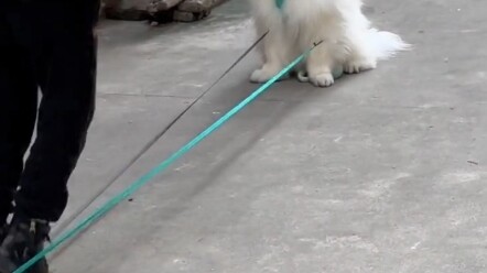 คนไม่พอ ให้น้องหมาช่วยแทน