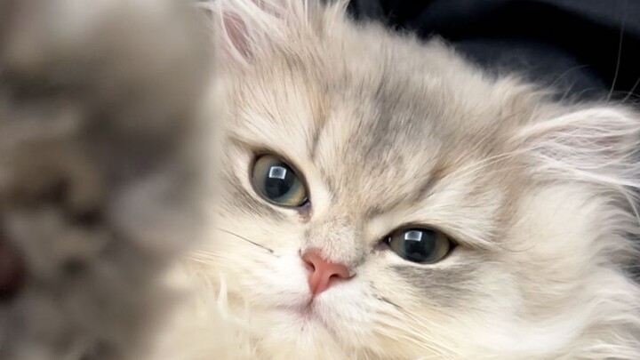 No one likes a little cat with such messy leg hair.