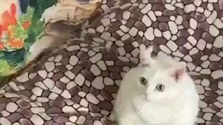 Dramatic  Pet's Deserve An Award