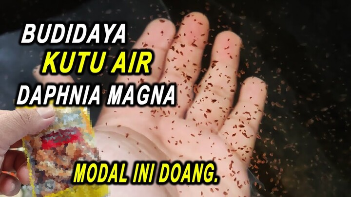 Budidaya Kutu Air Daphnia Magna