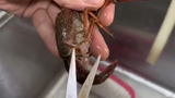 The fastest and cleanest way to prepare lobsters